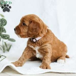 Mabel F1b, Cavapoo Puppy